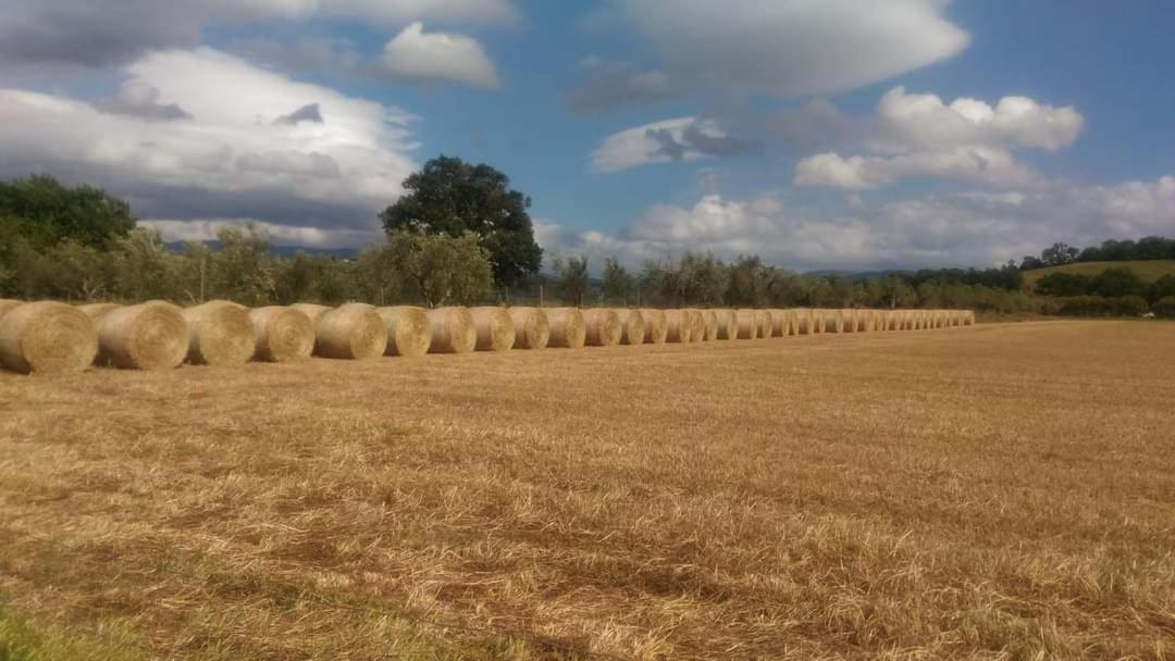 Agriturismo Oasi Del Pianettino Campagnatico Buitenkant foto